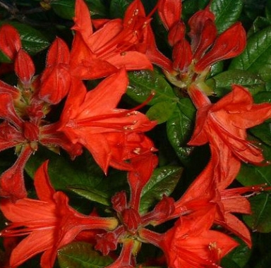 Azalia lepka (Rhododendron viscosum) Carat